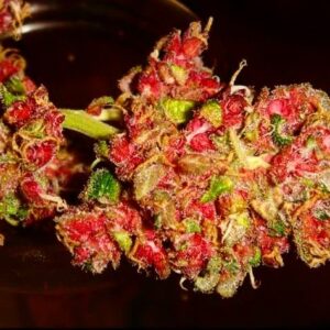 Red Dragon weed